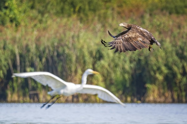 White-tailed eagle (Haliaeetus albicilla) young bird hunting, lake landscape, prey, hunting, waterfowl fleeing, heron fleeing, flight, bird of prey, water-rich landscape, Saxony-Anhalt, Germany