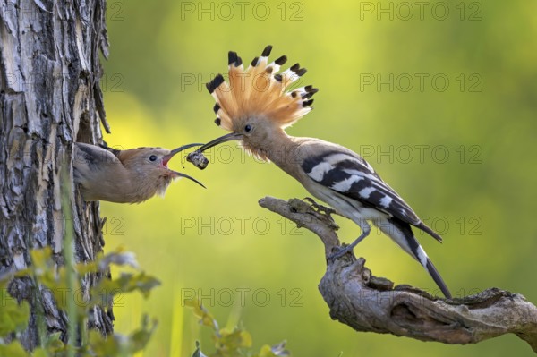 Hoopoe (Upupa epops) Bird of the Year 2022, male with food, prey, foraging, food for the young birds, erected bonnet, sunrise, interaction, breeding cave, nest, young bird begging for food, flying, on approach, wings, climate change, Middle Elbe Biosphere Reserve, Saxony-Anhalt, Germany