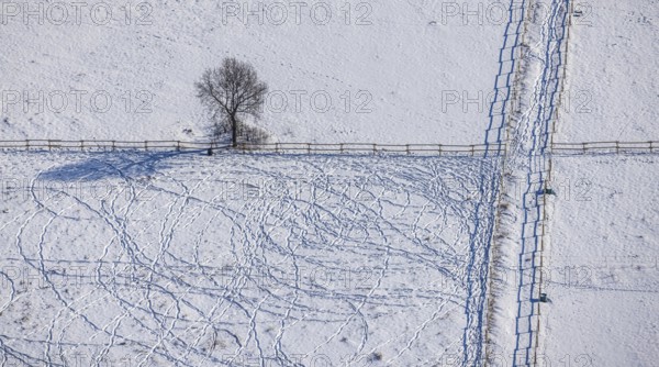 Aerial view, snow-covered meadow with single tree, fences, tracks in the snow, winter, centre, Hamm, Ruhr area, North Rhine-Westphalia, Germany, DE, Europe, aerial view, aerial photography, aerial photography, snow, overview, bird's-eye view, birds-eyes, view, overview, meadow