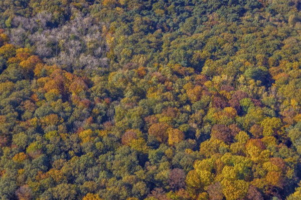 Aerial view, autumn forest at the Dr.-Loeb-Caldenhof-Straße in the district Rhynern in Hamm, Ruhr area, North Rhine-Westphalia, Germany, DE, Europe, Hamm, autumn colours, aerial view, aerial photography, aerial photography, mixed forest, overview, bird's eye view, forest, birds-eyes view, autumn forest, overview