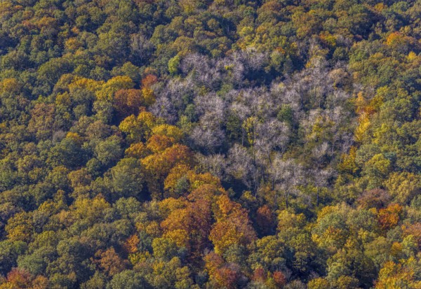 Aerial view, autumn forest at the Dr.-Loeb-Caldenhof-Straße in the district Rhynern in Hamm, Ruhr area, North Rhine-Westphalia, Germany, DE, Europe, Hamm, autumn colours, aerial view, aerial photography, aerial photography, mixed forest, overview, bird's eye view, forest, birds-eyes view, autumn forest, overview