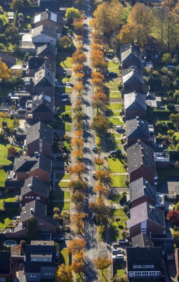 Aerial view, housing estate with autumnal avenue of trees between Berliner Straße and Hammer Straße in the district of Bockum-Hövel in Hamm, Ruhr area, North Rhine-Westphalia, Germany, Carl-Goerdeler-Straße, DE, Europe, property tax, Hamm, Hans-Böckler-Straße, autumn colours, autumn atmosphere, real estate, aerial view, aerial photography, aerial photography, overview, bird's eye view, housing estate, living and living, residential area, residential buildings, residential quality, residential quarter, housing estate, birds-eyes view, overview