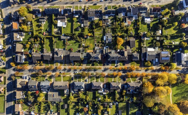 Aerial view, housing estate with autumnal avenue of trees between Berliner Straße and Hammer Straße in the district of Bockum-Hövel in Hamm, Ruhr area, North Rhine-Westphalia, Germany, Carl-Goerdeler-Straße, DE, Europe, property tax, Hamm, Hans-Böckler-Straße, autumn colours, autumn atmosphere, real estate, aerial view, aerial photography, aerial photography, overview, bird's eye view, housing estate, living and living, residential area, residential buildings, residential quality, residential quarter, housing estate, birds-eyes view, overview