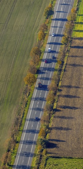 Aerial view, autumnal tree avenue in the district Bockum-Hövel in Hamm, Ruhr area, North Rhine-Westphalia, Germany, tree avenue, tree row, tree row at the roadside, tree series, DE, Europe, Hamm, aerial view, aerial photography, aerial photography, overview, bird's eye view, birds-eyes view, overview