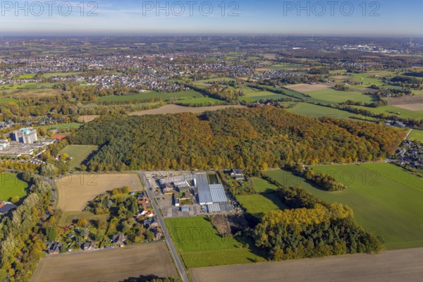 Aerial view, autumn forest at Caldenhofer Weg in the district Rhynern in Hamm, Ruhr area, North Rhine-Westphalia, Germany, Blumen Bintig GmbH, DE, Europe, distant view, Hamm, autumn colours, autumn forest, aerial view, aerial photography, aerial photography, mixed forest, overview, bird's eye view, forest, birds-eyes view, autumn forest, overview