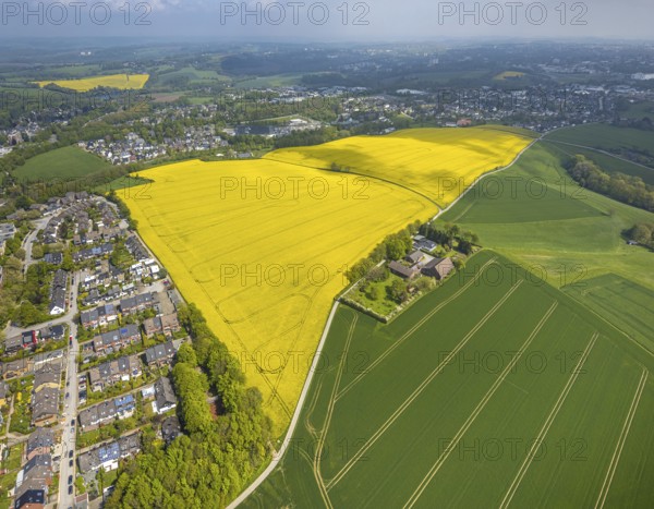 Aerial view, rape fields Heidestraße corner Dümgesweg, Leubeck, Heiligenhaus, Ruhr area, North Rhine-Westphalia, Germany, DE, Europe, colour yellow, shapes and colours, aerial view, aerial photography, aerial photography, traces in the landscape, overview, bird's-eye view, meadows and fields, birds-eyes view, overview