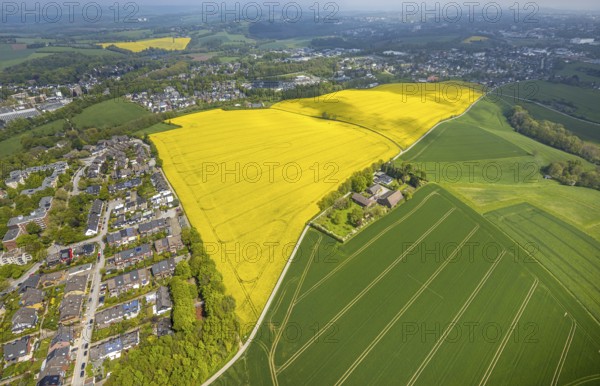 Aerial view, rape fields Heidestraße corner Dümgesweg, Leubeck, Heiligenhaus, Ruhr area, North Rhine-Westphalia, Germany, DE, Europe, colour yellow, shapes and colours, aerial view, aerial photography, aerial photography, traces in the landscape, overview, bird's-eye view, meadows and fields, birds-eyes view, overview