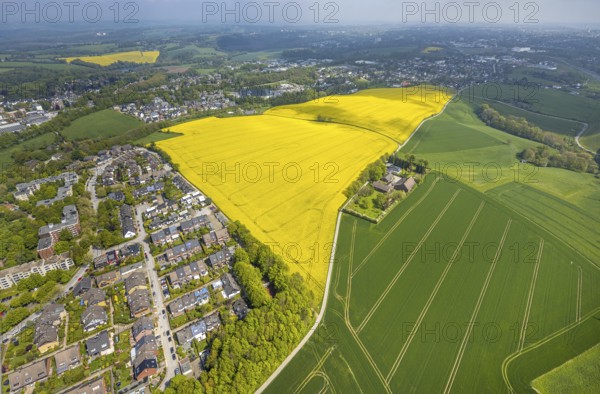Aerial view, rape fields Heidestraße corner Dümgesweg, Leubeck, Heiligenhaus, Ruhr area, North Rhine-Westphalia, Germany, DE, Europe, colour yellow, shapes and colours, aerial view, aerial photography, aerial photography, traces in the landscape, overview, bird's-eye view, meadows and fields, birds-eyes view, overview