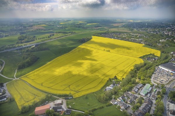 Aerial view, rape fields Heidestraße corner Dümgesweg, Leubeck, Heiligenhaus, Ruhr area, North Rhine-Westphalia, Germany, DE, Europe, colour yellow, shapes and colours, aerial view, aerial photography, aerial photography, traces in the landscape, overview, bird's-eye view, meadows and fields, birds-eyes view, overview