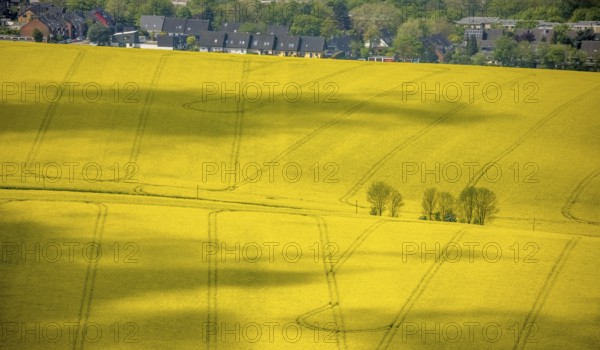 Aerial view, rape fields Heidestraße corner Dümgesweg, Leubeck, Heiligenhaus, Ruhr area, North Rhine-Westphalia, Germany, DE, Europe, colour yellow, shapes and colours, aerial view, aerial photography, aerial photography, traces in the landscape, overview, bird's-eye view, meadows and fields, birds-eyes view, overview