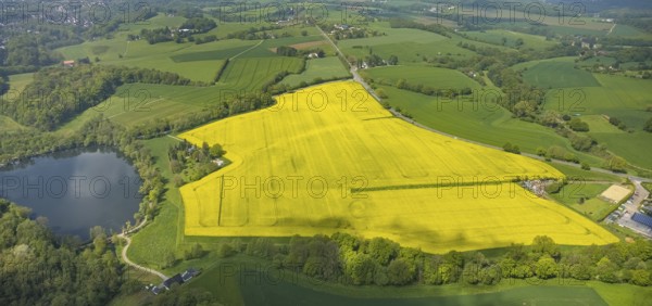 Aerial view, rape fields, Hetterscheidt, Heiligenhaus, Ruhr area, North Rhine-Westphalia, Germany, DE, Europe, colour yellow, shapes and colours, aerial view, aerial photography, aerial photography, lake, pond, overview, bird's eye view, meadows and fields, birds-eyes view, overview
