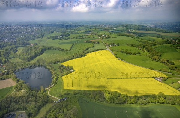Aerial view, rape fields at Abtskücher pond, Hetterscheidt, Heiligenhaus, Ruhr area, North Rhine-Westphalia, Germany, DE, Europe, colour yellow, shapes and colours, aerial view, aerial photography, aerial photography, lake, pond, overview, bird's-eye view, meadows and fields, birds-eyes view, overview