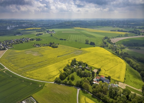 Aerial view, rape fields Zwingenberger Weg, Flandersbach, Wülfrath, Ruhr area, North Rhine-Westphalia, Germany, DE, Europe, distant view, aerial view, aerial photography, aerial photography, overview, bird's eye view, meadows and fields, birds-eyes view, overview