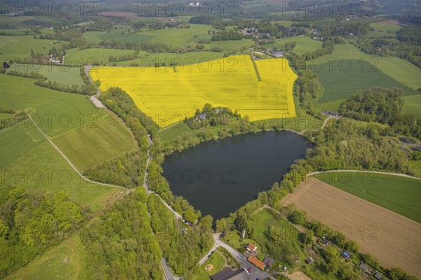 Aerial view, rape fields, Abtskücher pond, Hetterscheidt, Heiligenhaus, Ruhr area, North Rhine-Westphalia, Germany, DE, Europe, colour yellow, shapes and colours, aerial view, aerial photography, aerial photography, lake, pond, overview, bird's-eye view, meadows and fields, birds-eyes view, overview