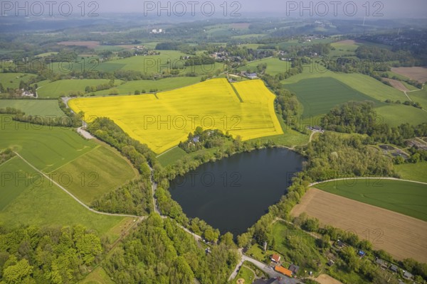 Aerial view, rape fields, Abtskücher pond, Hetterscheidt, Heiligenhaus, Ruhr area, North Rhine-Westphalia, Germany, DE, Europe, colour yellow, shapes and colours, aerial view, aerial photography, aerial photography, lake, pond, overview, bird's-eye view, meadows and fields, birds-eyes view, overview