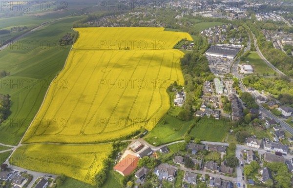 Aerial view, rape fields Heidestraße corner Dümgesweg, Leubeck, Heiligenhaus, Ruhr area, North Rhine-Westphalia, Germany, DE, Europe, colour yellow, shapes and colours, aerial view, aerial photography, aerial photography, traces in the landscape, overview, bird's-eye view, meadows and fields, birds-eyes view, overview