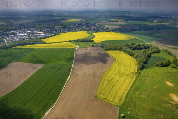 Aerial view, rape fields Schnepperstraße, Heiligenhaus, Ruhr area, North Rhine-Westphalia, Germany, DE, Europe, distant view, aerial view, aerial photography, aerial photography, overview, bird's-eye view, meadows and fields, birds-eyes view, overview