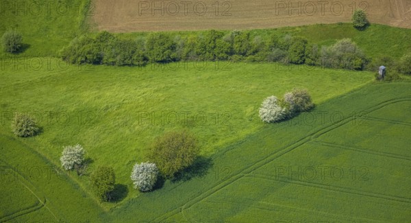 Aerial view, trees in a meadow, Leubeck, Heiligenhaus, Ruhr area, North Rhine-Westphalia, Germany, DE, Europe, shapes and colours, green trees, aerial view, aerial photography, aerial photography, overview, bird's-eye view, meadows and fields, birds-eyes view, overview