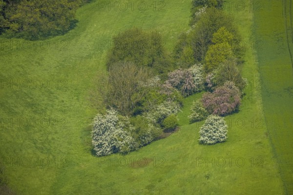 Aerial view, trees in a meadow, Leubeck, Heiligenhaus, Ruhr area, North Rhine-Westphalia, Germany, DE, Europe, shapes and colours, green trees, aerial view, aerial photography, aerial photography, overview, bird's-eye view, meadows and fields, birds-eyes view, overview