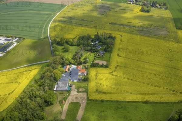 Aerial view, rape fields, agricultural estate Herbeckweg, Leubeck, Heiligenhaus, Ruhr area, North Rhine-Westphalia, Germany, DE, Europe, colour yellow, shapes and colours, aerial view, aerial photography, aerial photography, traces in the landscape, overview, bird's-eye view, meadows and fields, birds-eyes view, overview
