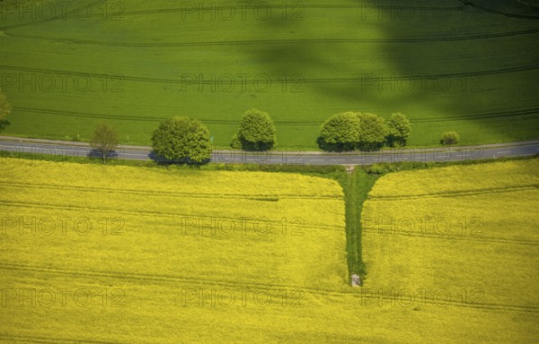 Aerial view, row of trees and rape field at Losenburger Straße, Hetterscheidt, Heiligenhaus, Ruhr area, North Rhine-Westphalia, Germany, DE, Europe, colour yellow, colour green, shapes and colours, aerial view, aerial photography, aerial photography, overview, bird's-eye view, row of trees at the roadside, overview