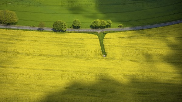 Aerial view, row of trees and rape field at Losenburger Straße, Hetterscheidt, Heiligenhaus, Ruhr area, North Rhine-Westphalia, Germany, DE, Europe, colour yellow, colour green, shapes and colours, aerial view, aerial photography, aerial photography, overview, bird's-eye view, row of trees at the roadside, overview