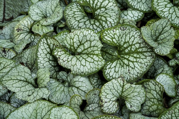 Brunnera macrophylla, also known as Siberian bugloss, great forget-me-not, largeleaf brunnera, heartleaf, a species of the family Boraginaceae, native to the Caucasus