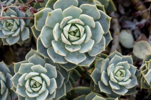 Echeveria harmsii, family Crassulaceae