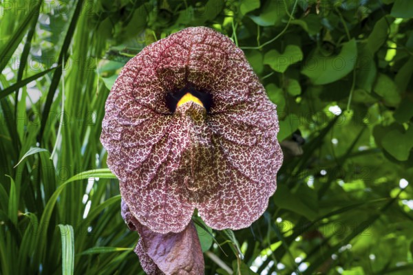 Aristolochia littoralis flower, calico flower or elegant Dutchman's pipe, a species of evergreen vine belonging to the family Aristolochiaceae