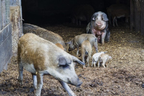 Baumberger Landschweine, crossbreeding breeds from Bentheim Black Pied, also known as Buntes Bentheimer Schwein, a rare breed of domestic pig in Germany with Hungarian Mangalica pig (Mangalitsa, Mangalitza)