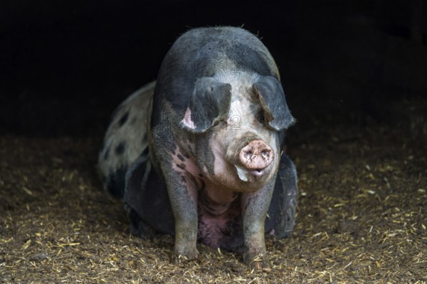 Baumberger Landschweine, crossbreeding breeds from Bentheim Black Pied, also known as Buntes Bentheimer Schwein, a rare breed of domestic pig in Germany with Hungarian Mangalica pig (Mangalitsa, Mangalitza)