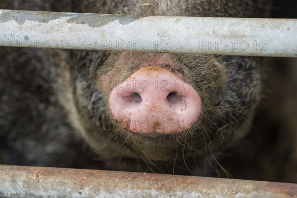 Close up of a pig's nose of Baumberger Landschweine, crossbreeding breeds from Bentheim Black Pied, also known as Buntes Bentheimer Schwein, a rare breed of domestic pig in Germany with Hungarian Mangalica pig (Mangalitsa, Mangalitza), sticking through metal fence at farm in Germany