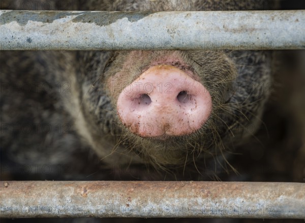 Close up of a pig's nose of Baumberger Landschweine, crossbreeding breeds from Bentheim Black Pied, also known as Buntes Bentheimer Schwein, a rare breed of domestic pig in Germany with Hungarian Mangalica pig (Mangalitsa, Mangalitza), sticking through metal fence at farm in Germany