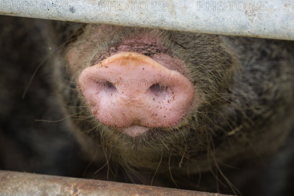 Close up of a pig's nose of Baumberger Landschweine, crossbreeding breeds from Bentheim Black Pied, also known as Buntes Bentheimer Schwein, a rare breed of domestic pig in Germany with Hungarian Mangalica pig (Mangalitsa, Mangalitza), sticking through metal fence at farm in Germany