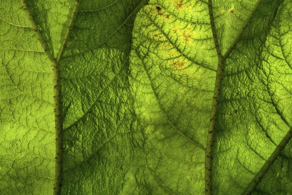 Gunnera manicata, known as Brazilian giant-rhubarb, family Gunneraceae