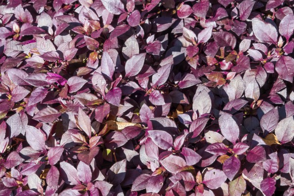 Alternanthera brasiliana, also known as large purple alternanthera, metal weed, bloodleaf, parrot leaf, ruby leaf, Brazilian joyweed, purple alternanthera, purple joyweed