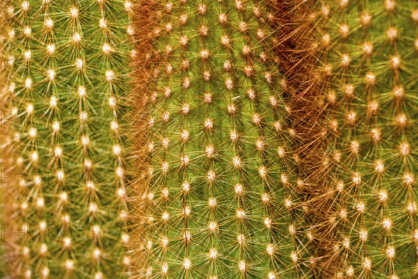 Cactus with thorns, Haageocereus dichromus