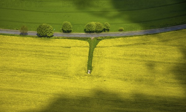 Aerial view, row of trees and rape field at Losenburger Straße, Hetterscheidt, Heiligenhaus, Ruhr area, North Rhine-Westphalia, Germany, DE, Europe, colour yellow, colour green, shapes and colours, aerial view, aerial photography, aerial photography, overview, bird's-eye view, row of trees at the roadside, overview