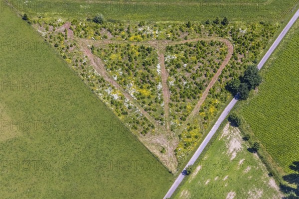 Aerial view, tree crops in triangular shape at the mountain Buchhagen, Cobbenrode, Eslohe, Sauerland, North Rhine-Westphalia, Germany, trees, DE, triangular shape, Europe, aerial view, aerial photography, aerial photography, overview, bird's-eye view, overview