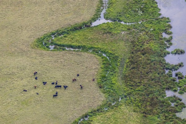 Aerial view, grazing cattle and river meander at the Kiebitzwiese nature reserve in Fröndenberg, Fröndenberg/Ruhr, Ruhr area, North Rhine-Westphalia, Germany, DE, Europe, river meanders, aerial view, aerial photography, aerial photography, overview, bird's-eye view, overview