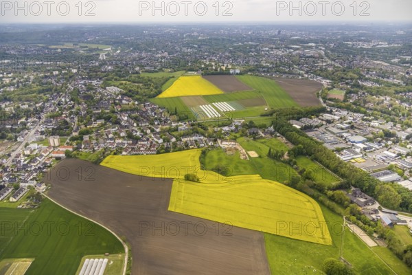 Aerial view, tree in rape field, Essen-Freisenbruch, Essen, Ruhr area, North Rhine-Westphalia, Germany, DE, Europe, colour yellow, shapes and colours, aerial view, aerial photography, aerial photography, nature, overview, bird's-eye view, meadows and fields, birds-eyes view, overview, hedgerow