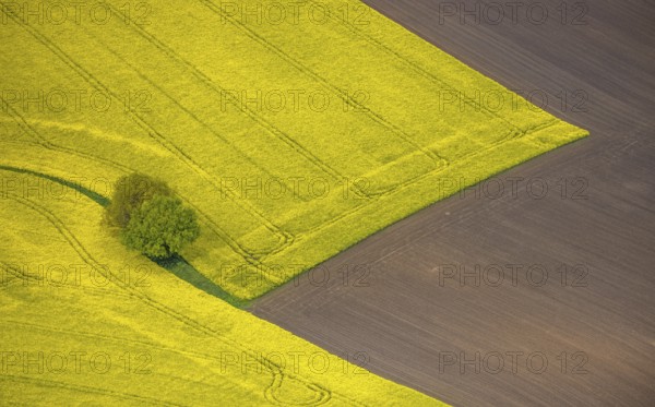 Aerial view, tree in rape field, Essen-Freisenbruch, Essen, Ruhr area, North Rhine-Westphalia, Germany, DE, Europe, colour yellow, shapes and colours, aerial view, aerial photography, aerial photography, nature, overview, bird's-eye view, meadows and fields, birds-eyes view, overview, hedgerow