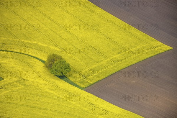 Aerial view, tree in rape field, Essen-Freisenbruch, Essen, Ruhr area, North Rhine-Westphalia, Germany, DE, Europe, colour yellow, shapes and colours, aerial view, aerial photography, aerial photography, nature, overview, bird's-eye view, meadows and fields, birds-eyes view, overview, hedgerow