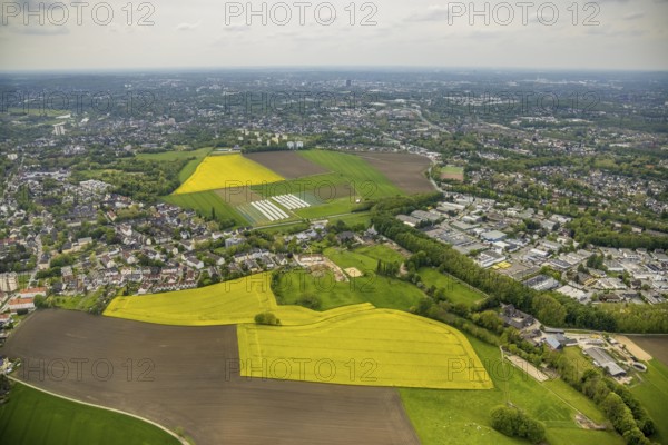Aerial view, tree in rape field, Essen-Freisenbruch, Essen, Ruhr area, North Rhine-Westphalia, Germany, DE, Europe, colour yellow, shapes and colours, aerial view, aerial photography, aerial photography, nature, overview, bird's-eye view, meadows and fields, birds-eyes view, overview, hedgerow
