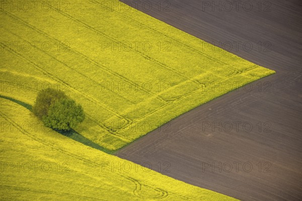 Aerial view, tree in rape field, Essen-Freisenbruch, Essen, Ruhr area, North Rhine-Westphalia, Germany, DE, Europe, colour yellow, shapes and colours, aerial view, aerial photography, aerial photography, nature, overview, bird's-eye view, meadows and fields, birds-eyes view, overview, hedgerow
