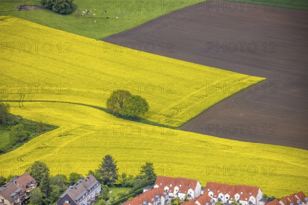 Aerial view, tree in rape field, Essen-Freisenbruch, Essen, Ruhr area, North Rhine-Westphalia, Germany, DE, Europe, colour yellow, shapes and colours, aerial view, aerial photography, aerial photography, nature, overview, bird's-eye view, meadows and fields, birds-eyes view, overview, hedgerow