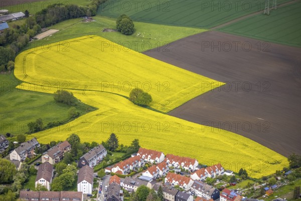 Aerial view, tree in rape field, Essen-Freisenbruch, Essen, Ruhr area, North Rhine-Westphalia, Germany, DE, Europe, colour yellow, shapes and colours, aerial view, aerial photography, aerial photography, nature, overview, bird's-eye view, meadows and fields, birds-eyes view, overview, hedgerow