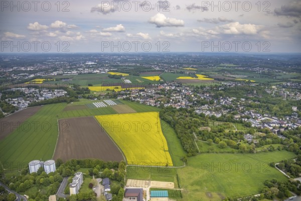 Aerial view, rape fields, Essen-Freisenbruch, Essen, Ruhr area, North Rhine-Westphalia, Germany, DE, Europe, colour yellow, shapes and colours, aerial view, aerial photography, aerial photography, nature, overview, bird's-eye view, meadows and fields, birds-eyes view, overview