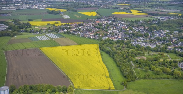 Aerial view, rape fields, Essen-Freisenbruch, Essen, Ruhr area, North Rhine-Westphalia, Germany, DE, Europe, colour yellow, shapes and colours, aerial view, aerial photography, aerial photography, nature, overview, bird's-eye view, meadows and fields, birds-eyes view, overview