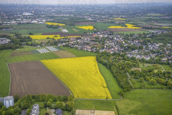 Aerial view, rape fields, Essen-Freisenbruch, Essen, Ruhr area, North Rhine-Westphalia, Germany, DE, Europe, colour yellow, shapes and colours, aerial view, aerial photography, aerial photography, nature, overview, bird's-eye view, meadows and fields, birds-eyes view, overview